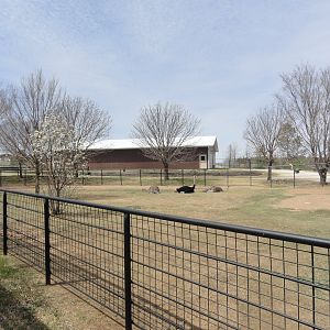 Ostrich Exhibit - West
