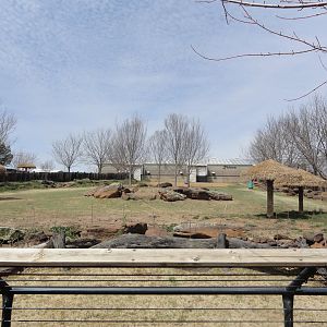 Southern White Rhino Exhibit - Middle