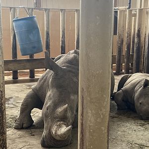 Southern White Rhino - Including young Augustus