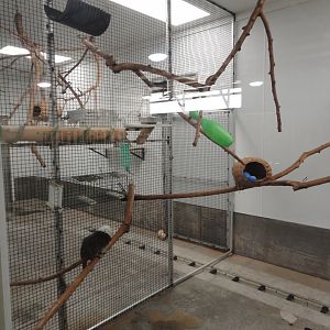 Cotton Top Tamarin Indoor Exhibit