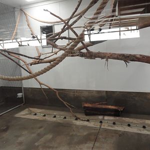 Black & White Ruffed Lemur Indoor Exhibit