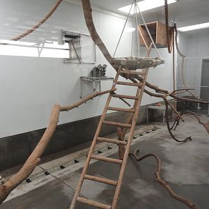 Ring Tailed Lemur Indoor Exhibit