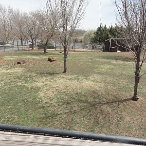Red Kangaroo Exhibit
