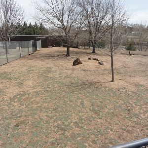 Red Necked Wallaby Exhibit