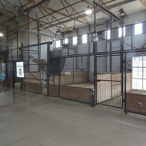 Giraffe Indoor Holding