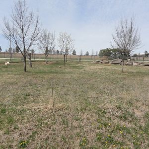 Scimitar Horned Oryx Exhibit