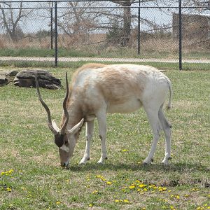 Addax