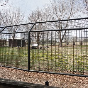 Crowned Crane Exhibit