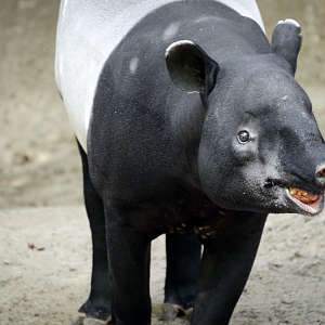 Nov. 2022 - Lost Forest - Tiger River - Malayan Tapir