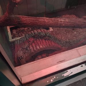 Americas- Red-tailed Boa