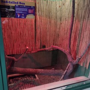 Americas- Red-tailed Boa habitat #1