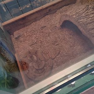 Americas- Red-tailed Boa