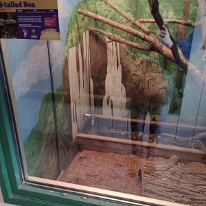 Americas- Red-tailed Boa habitat #2