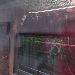 Americas- Seba's Short-tailed Bat