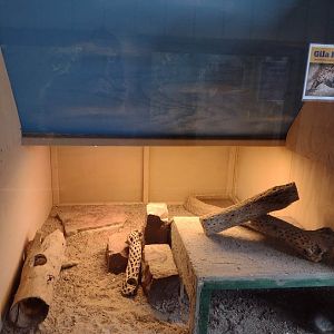 Americas- Gila Monster