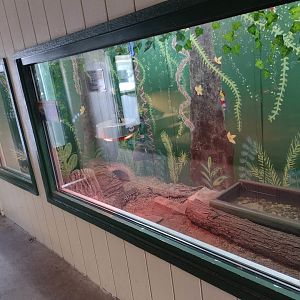 Americas- Argentine Black & White Tegu habitat