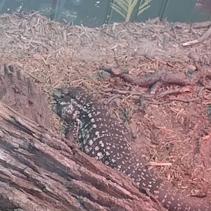 Americas- Argentine Black & White Tegu
