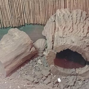 Americas- Three-banded Armadillo