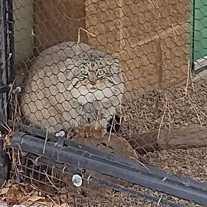 Asian Cats- Pallas' Cat