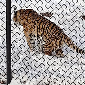 Asian Cats- Amur Tiger