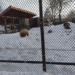 Fortress of the Bears- Brown Bears