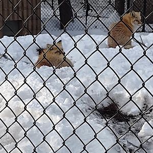 North America- Red Foxes