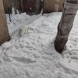 North America- Arctic Fox