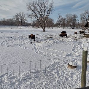 North America- Bison