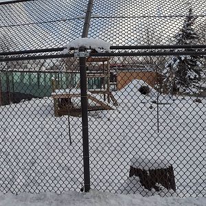 Black Bear Exhibit- Side View