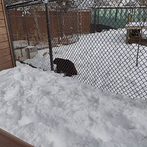 Black Bear Exhibit- Female Black Bear