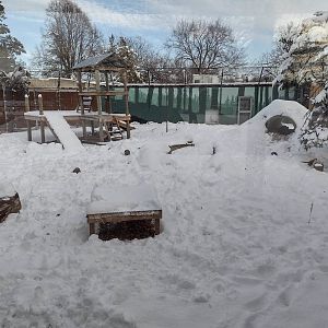 Black Bear Exhibit- Front View