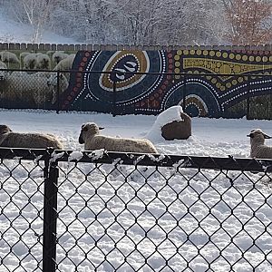 Australia- Suffolk Sheep