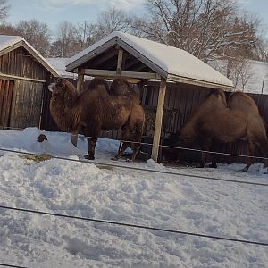 Australia- Bactrian Camels