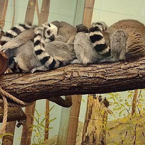 Primates- Ring-tailed Lemurs