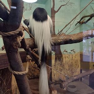 Primates- Black & White Colobus