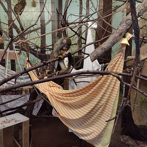 Primates- Common Squirrel Monkey