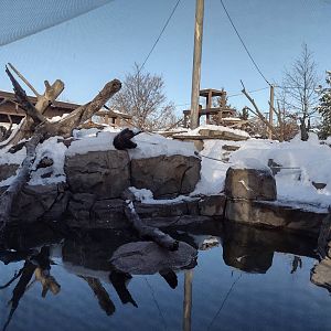 Japanese Macaque Exhibit
