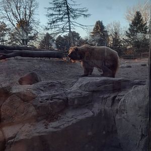 Fortress of the Bears- Brown Bear