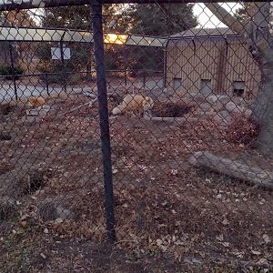 North America- Red Foxes