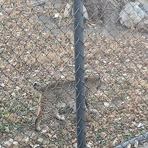 North America- Bobcat