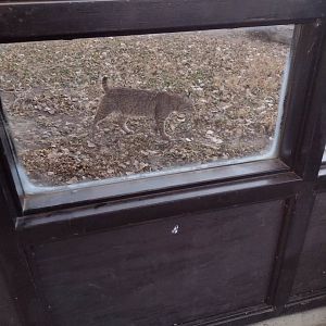 North America- Bobcat