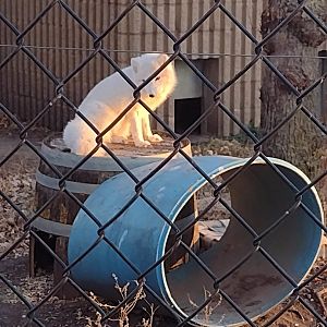 North America- Arctic Fox