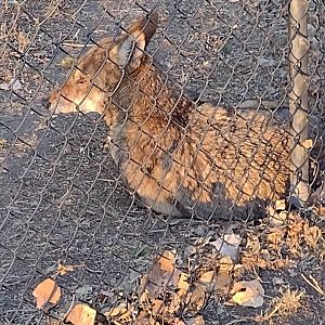 North America- Red Wolf