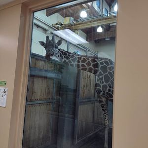 Africa- Giraffe Winter Viewing