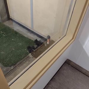 Black Swan (Wintering in Africa Hoofstock Barn)