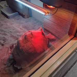 Africa- Spurred Tortoise Winter Viewing