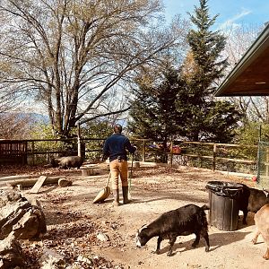 Domestic Goat and Domestic Hog Yard