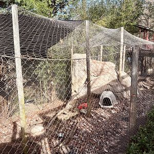 Snow Leopard Exhibit