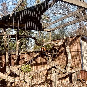 Red Panda Exhibit