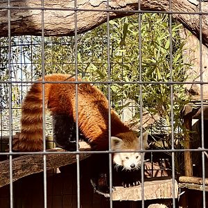 Red Panda